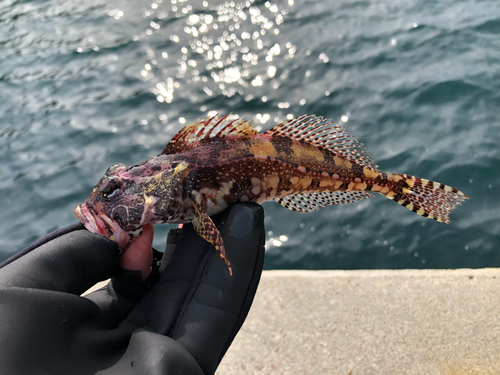 アナハゼの釣果