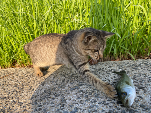 セイゴ（マルスズキ）の釣果