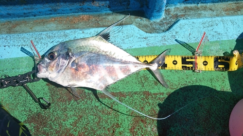 イトヒキアジの釣果