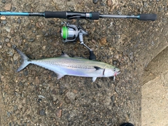 サゴシの釣果