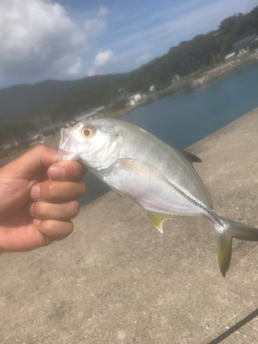 メッキの釣果