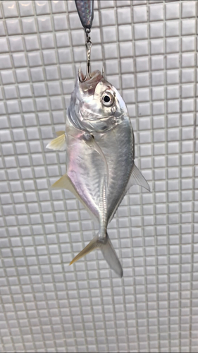 シマアジの釣果