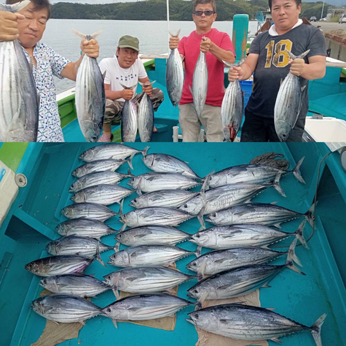 カツオの釣果