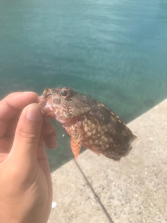 アラカブの釣果