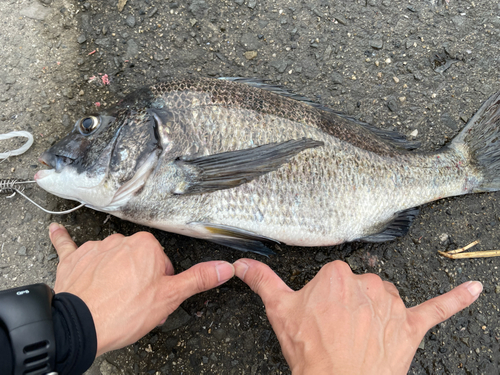 チヌの釣果