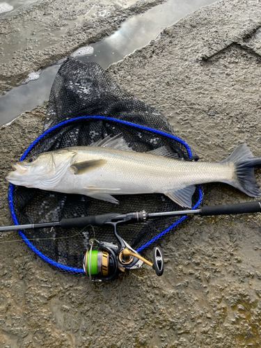 スズキの釣果