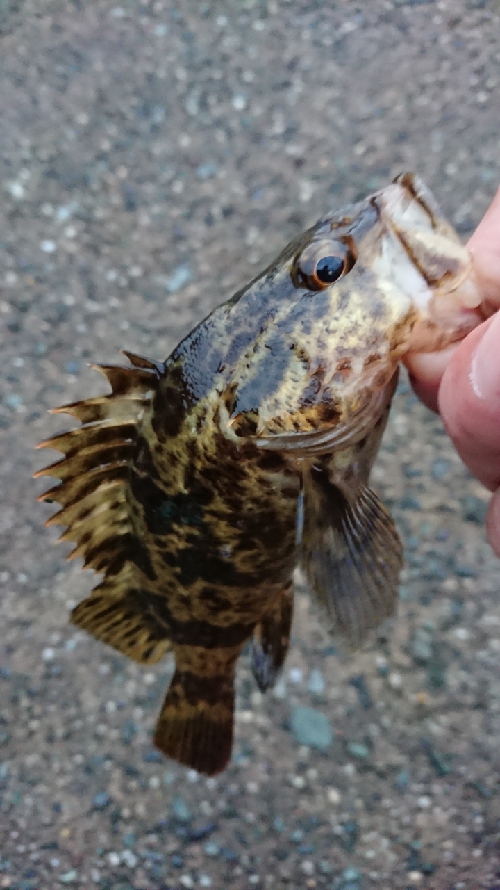 タケノコメバル