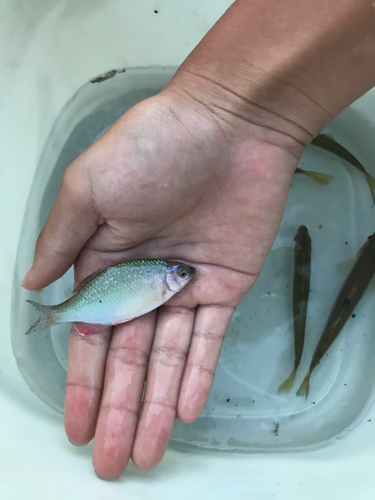 カネヒラの釣果