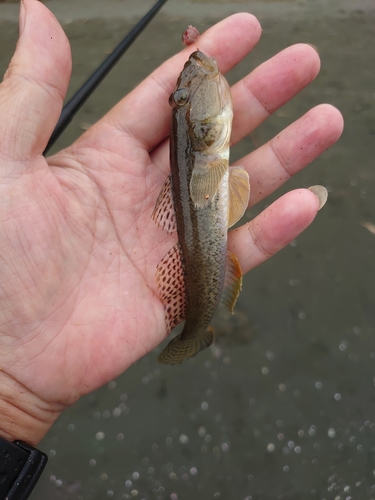 マハゼの釣果