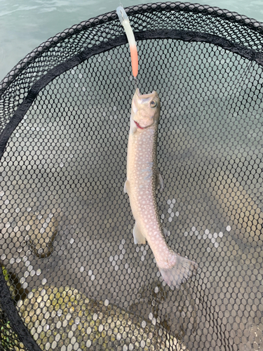 イワナの釣果