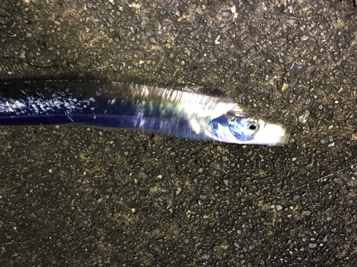 タチウオの釣果