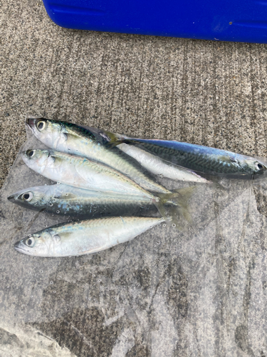 サバの釣果