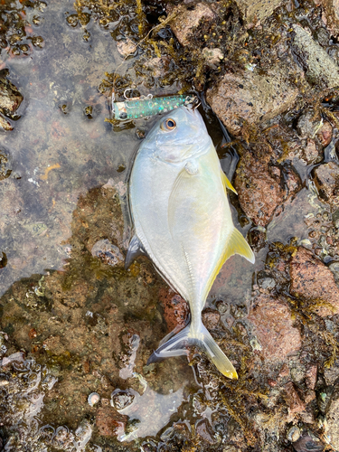 メッキの釣果