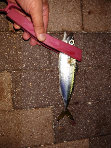 サバの釣果