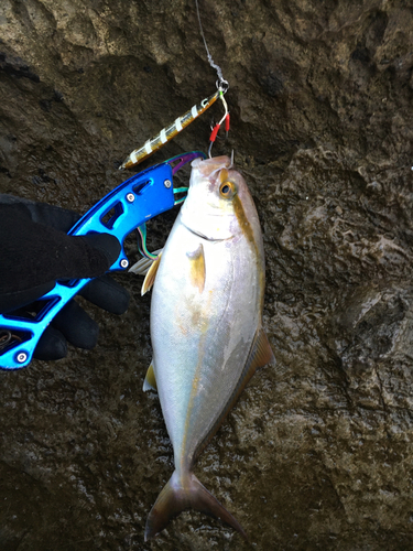 ショゴの釣果