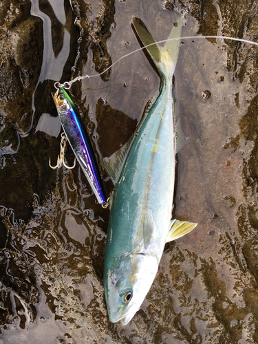 ツバスの釣果