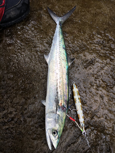 サゴシの釣果