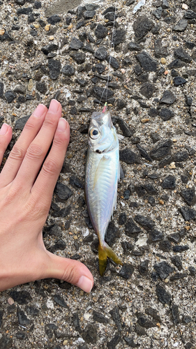 マアジの釣果