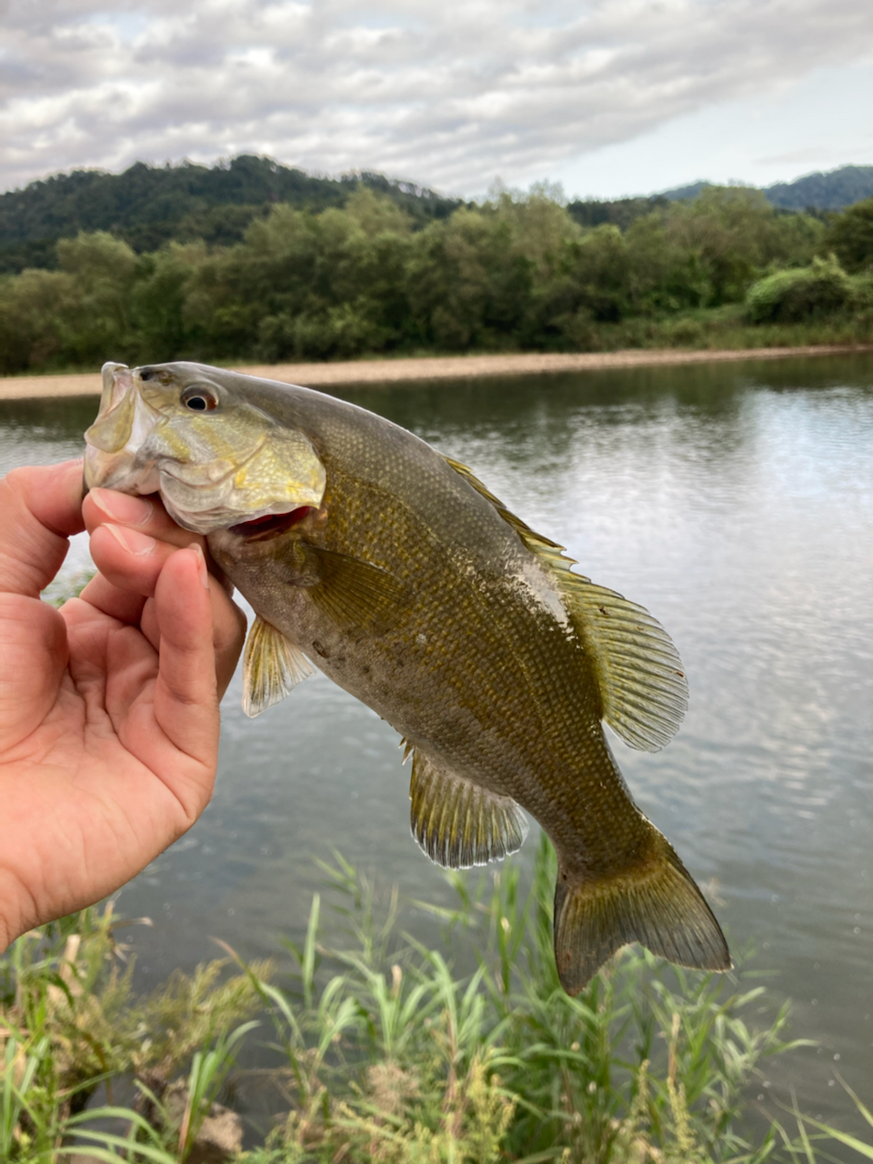 スモールマウスバス