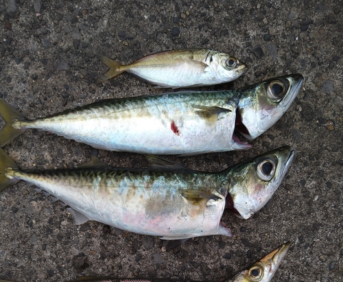 サバの釣果