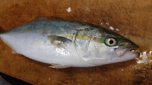 イナダの釣果