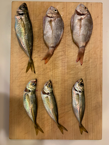 アジの釣果