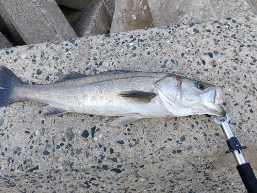 スズキの釣果