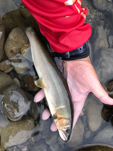 アユの釣果