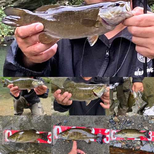 スモールマウスバスの釣果