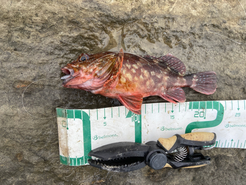 カサゴの釣果