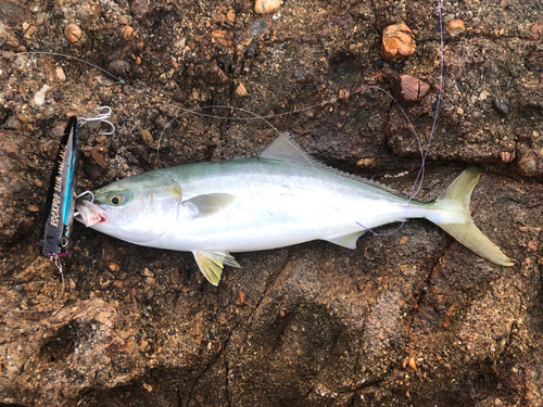 ヤズの釣果