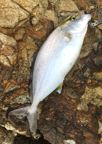 シオの釣果