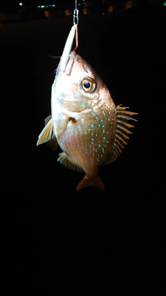 チダイの釣果