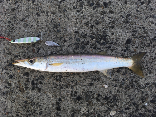 アカカマスの釣果