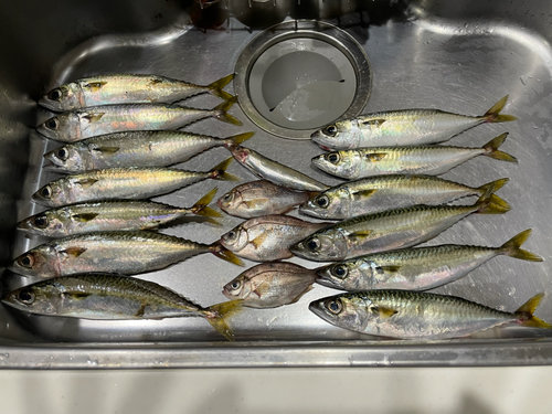 サバの釣果