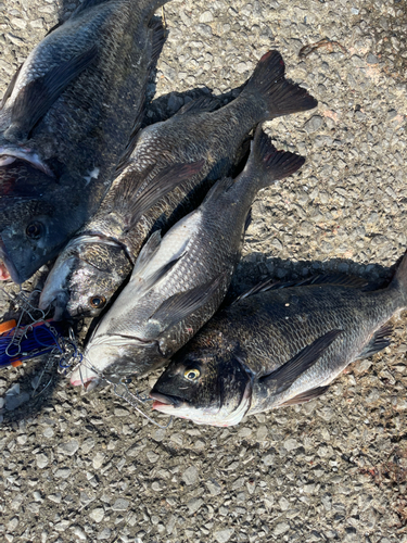 クロダイの釣果