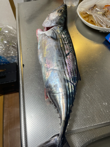 カツオの釣果