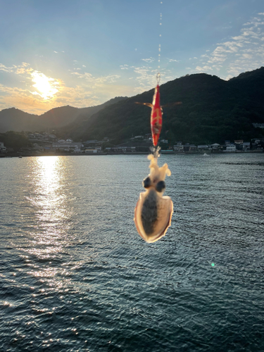 コウイカの釣果