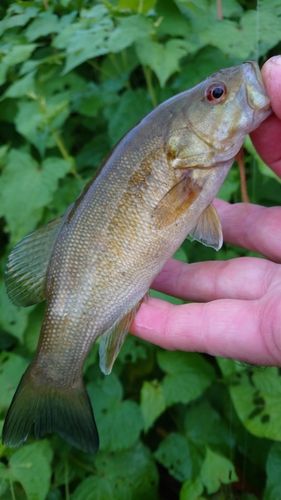 スモールマウスバスの釣果