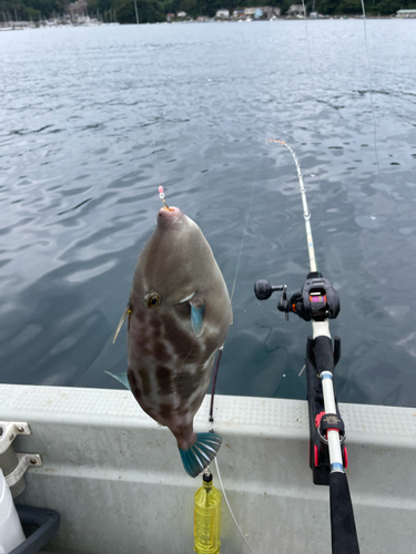 ウマヅラハギの釣果