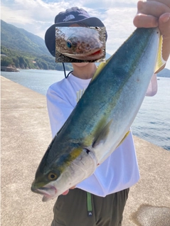 ヤズの釣果