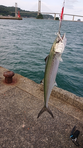 サゴシの釣果