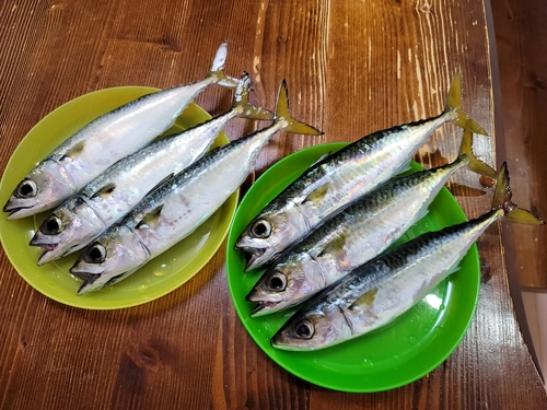 サバの釣果