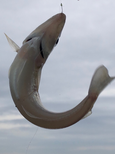 キスの釣果