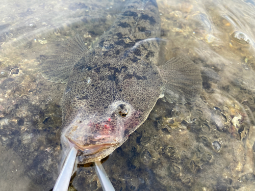 マゴチの釣果