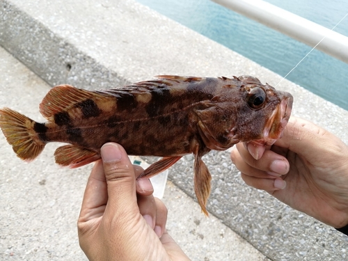 アラカブの釣果