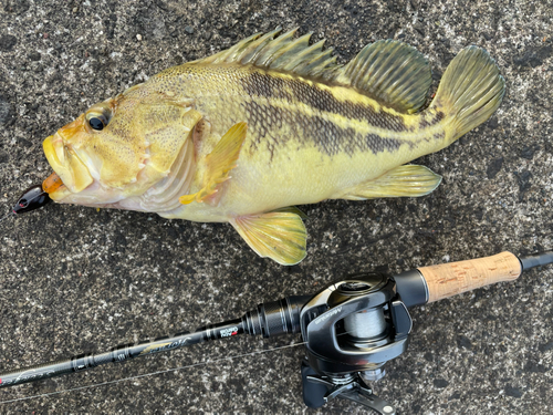 シマゾイの釣果