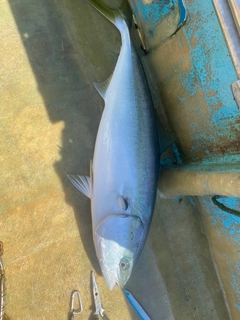 ワラサの釣果