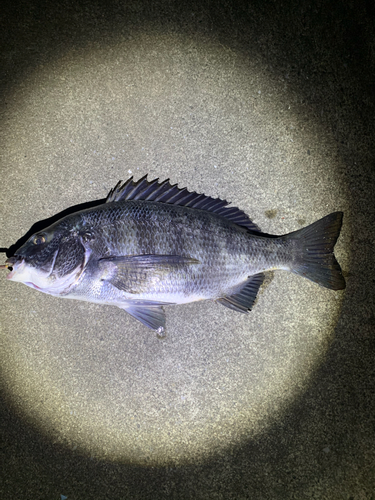 ウナギの釣果