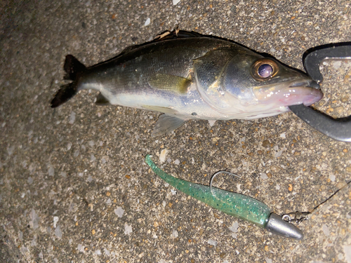 セイゴ（マルスズキ）の釣果